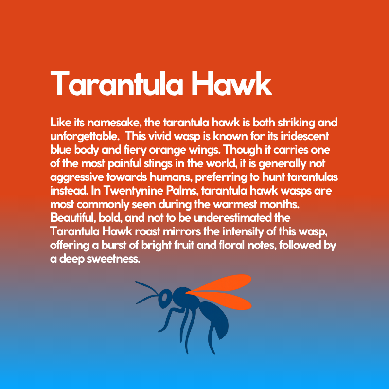 Tarantula Hawk