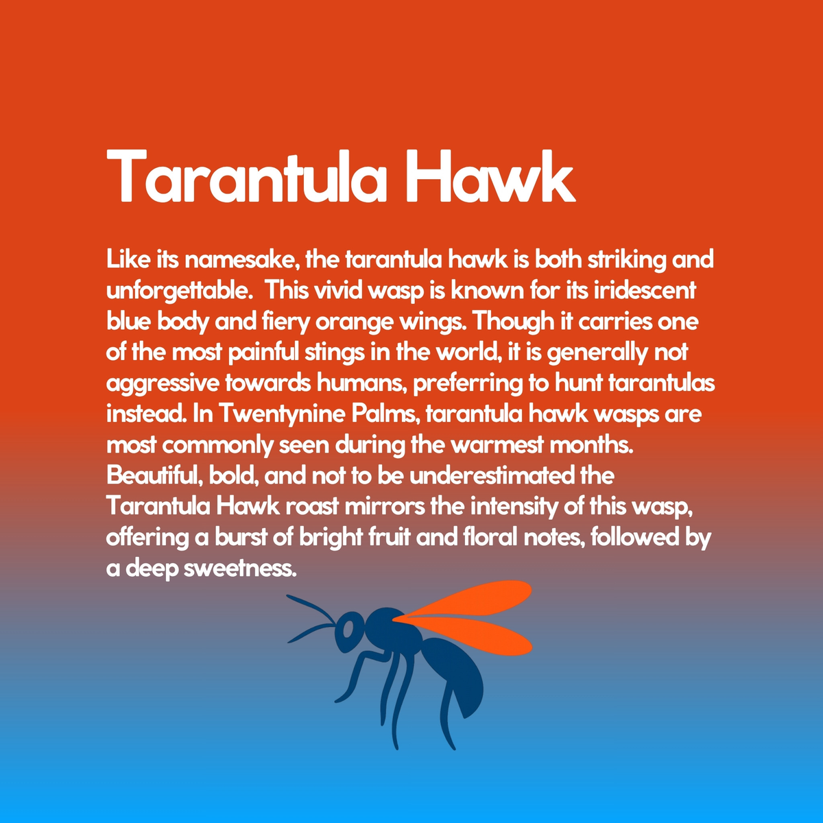 Tarantula Hawk story card: the desert wasp behind the name