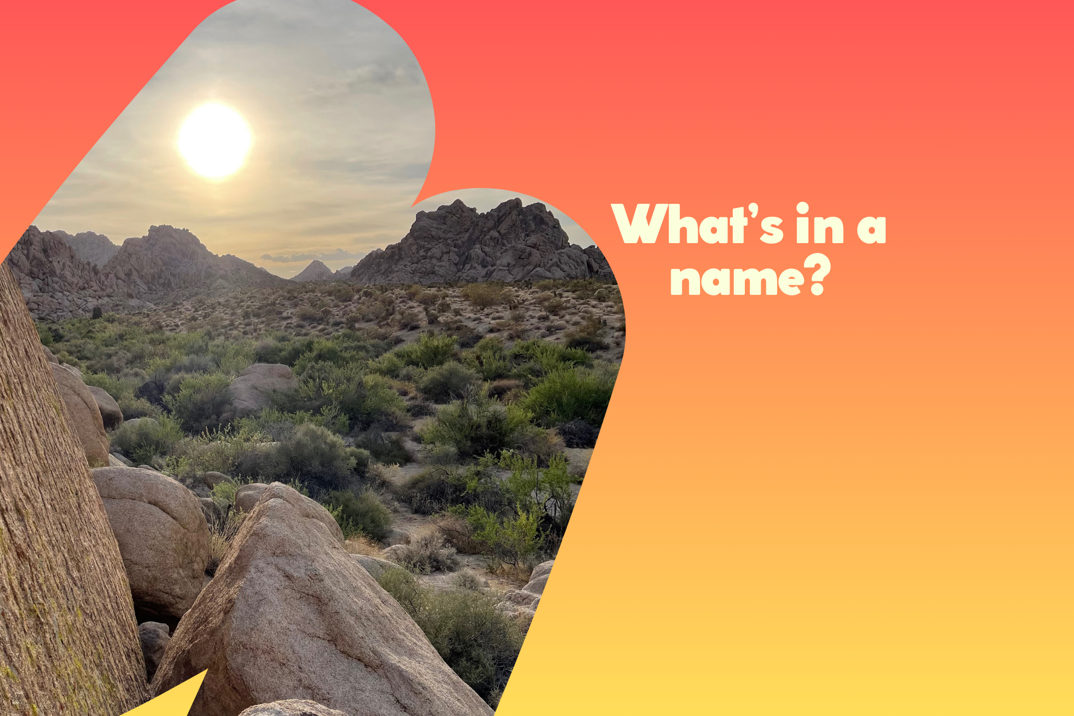 Twentynine Palms desert nature trail - What's in a name? 